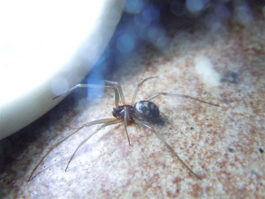 Steatoda grossa